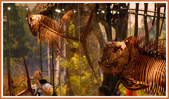 Cretaceous Seaway Exhibit, Carnegie Museum of Natural History
