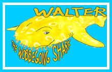 Walter The Wobbegong